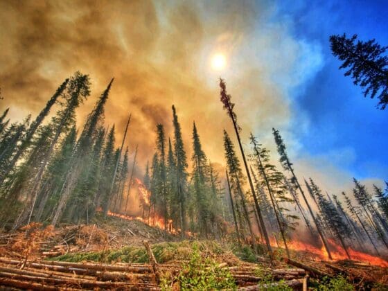 The Summit Trail Fire burned through dense fuels in Washington.