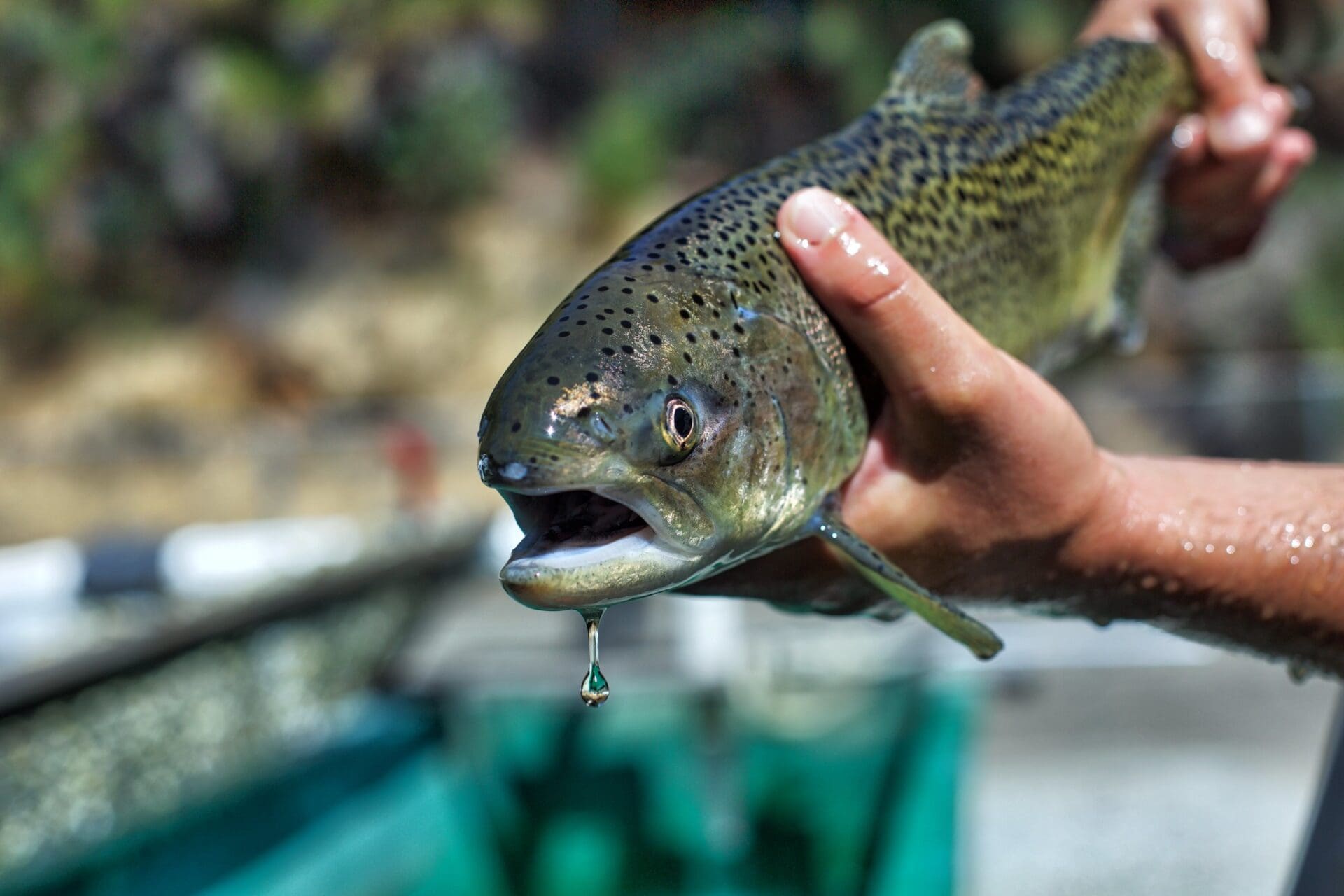 The Costs of I-2117 to Healthy Fish Habitat in Washington